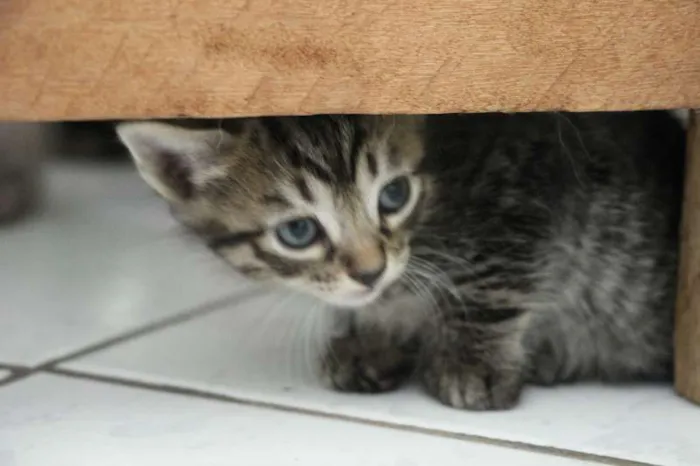Gato raça SRD idade Abaixo de 2 meses nome Sem nome