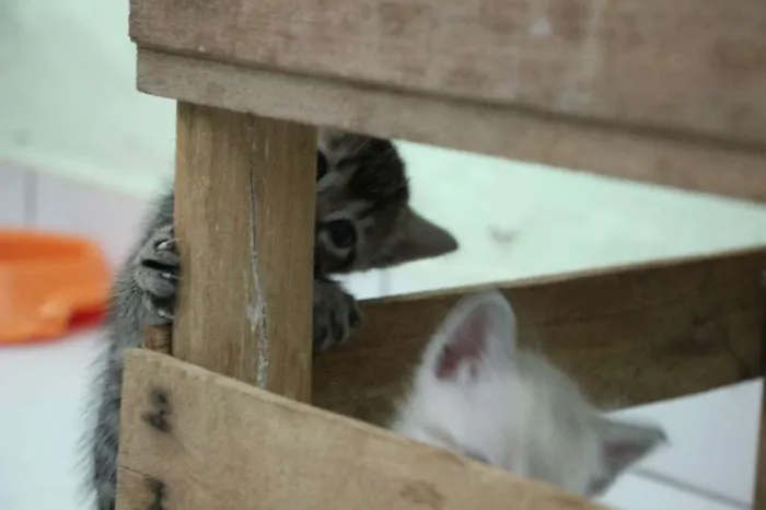 Gato raça SRD idade Abaixo de 2 meses nome Sem nome
