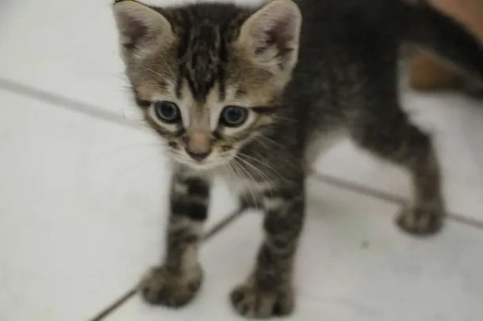 Gato raça SRD idade Abaixo de 2 meses nome Sem nome