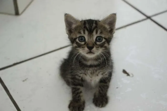 Gato raça SRD idade Abaixo de 2 meses nome Sem nome