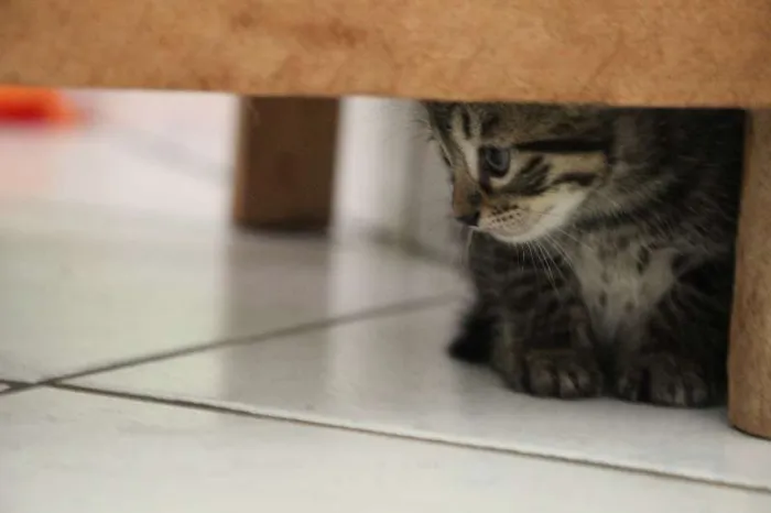 Gato raça SRD idade Abaixo de 2 meses nome Sem nome