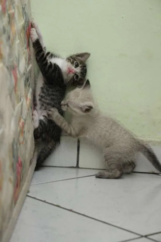 Gato raça SRD idade Abaixo de 2 meses nome Sem nome