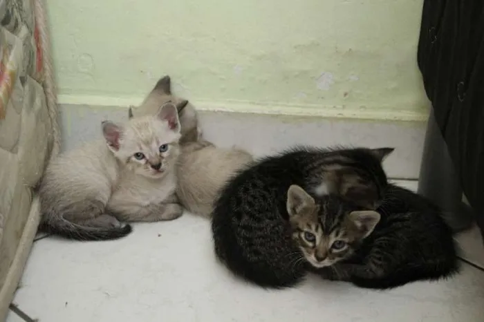 Gato raça SRD idade Abaixo de 2 meses nome Sem nome