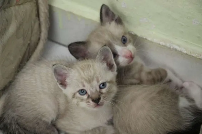 Gato raça SRD idade Abaixo de 2 meses nome Sem nome
