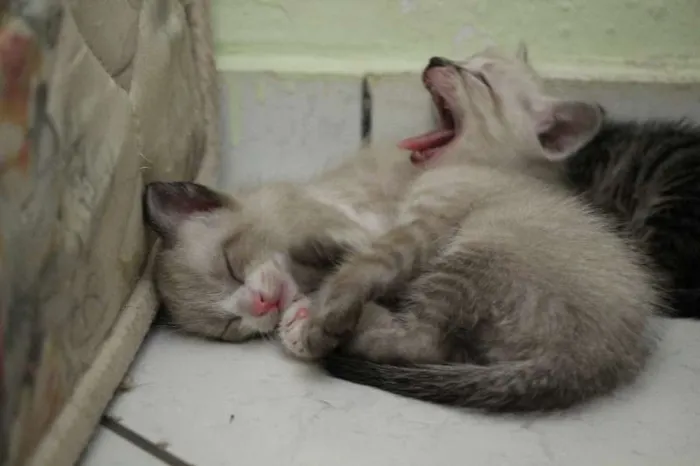Gato raça SRD idade Abaixo de 2 meses nome Sem nome