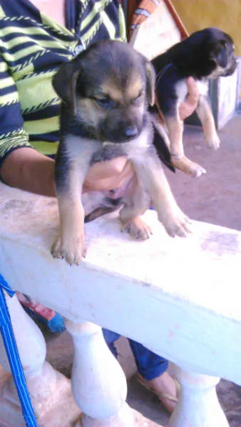 Cachorro ra a rotweiller com pastor idade Abaixo de 2 meses nome varios