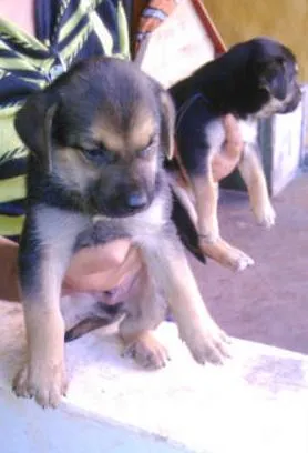 Cachorro ra a rotweiller com pastor idade Abaixo de 2 meses nome varios