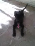 Dimi