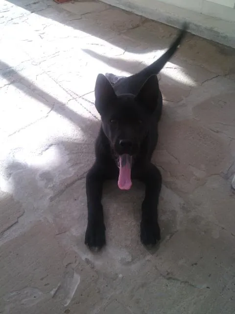 Cachorro ra a pitibul com Lavrador idade 2 a 6 meses nome Dimi