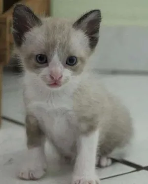 Gato raça SRD idade Abaixo de 2 meses nome Sem nome