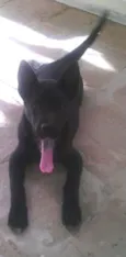 Dimi