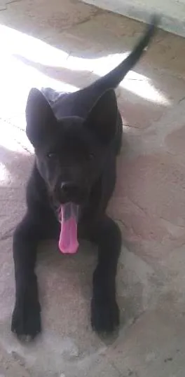 Cachorro raça pitibul com Lavrador idade 2 a 6 meses nome Dimi