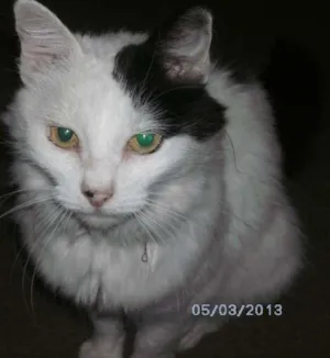 Gato raça SRD idade 6 ou mais anos nome Mimi GRATIFICA