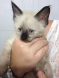 Bebezinhos