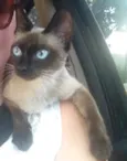 Bebezinhos