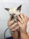 Bebezinhos