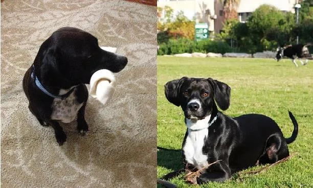 Cachorro ra a VIRA-LATA idade 4 anos nome PANDA GRATIFICA