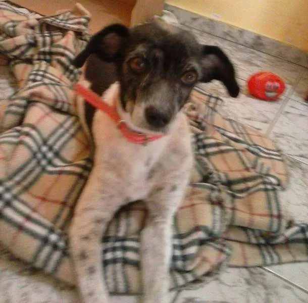 Cachorro ra a SRD idade 2 anos nome Estopinha