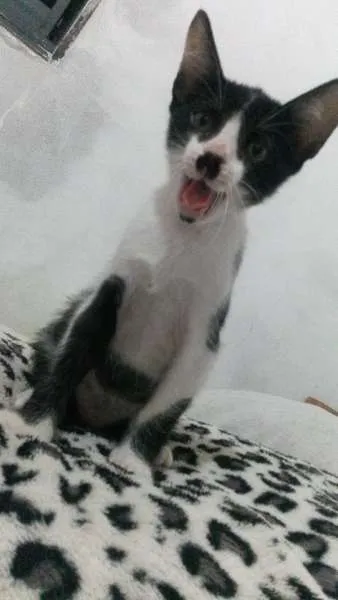Gato ra a Siamês idade 2 a 6 meses nome neve,simba,lua,tom 