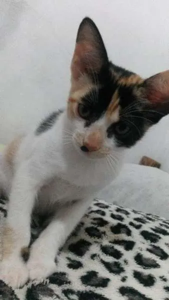 Gato ra a Siamês idade 2 a 6 meses nome neve,simba,lua,tom 