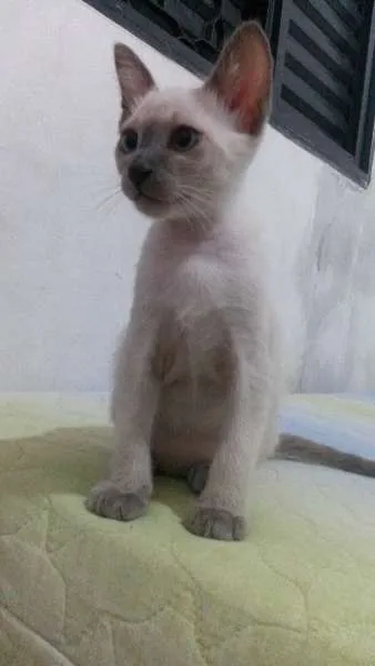Gato ra a Siamês idade 2 a 6 meses nome neve,simba,lua,tom 