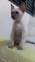neve,simba,lua,tom