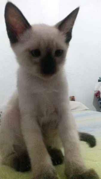 Gato ra a Siamês idade 2 a 6 meses nome neve,simba,lua,tom 