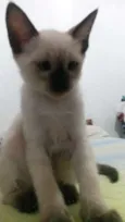 neve,simba,lua,tom