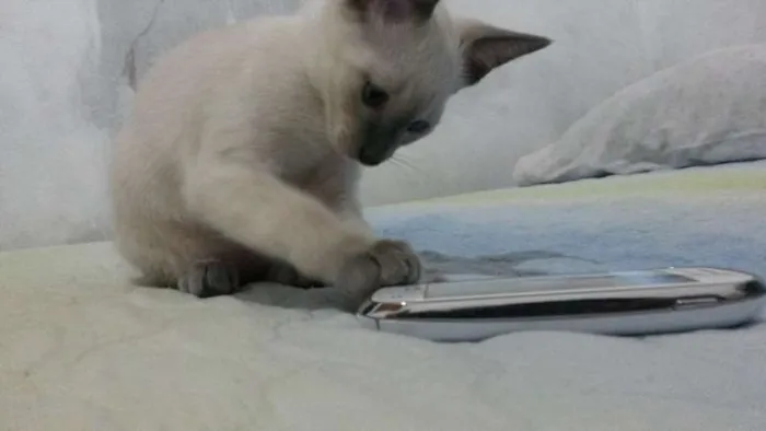 Gato ra a Siamês idade 2 a 6 meses nome neve,simba,lua,tom 