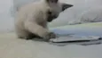 neve,simba,lua,tom