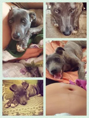 Cachorro raça SRD idade 7 a 11 meses nome Toby