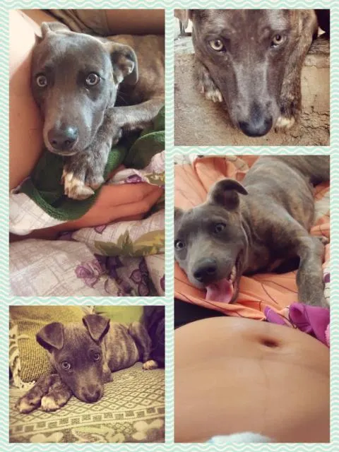 Cachorro ra a SRD idade 7 a 11 meses nome Toby