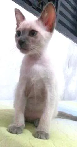 Gato ra a Siamês idade 2 a 6 meses nome neve,simba,lua,tom 