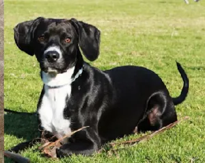 Cachorro raça VIRA-LATA idade 4 anos nome PANDA GRATIFICA