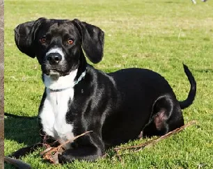 Cachorro ra a VIRA-LATA idade 4 anos nome PANDA GRATIFICA