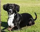 Cachorro raça VIRA-LATA idade 4 anos nome PANDA GRATIFICA