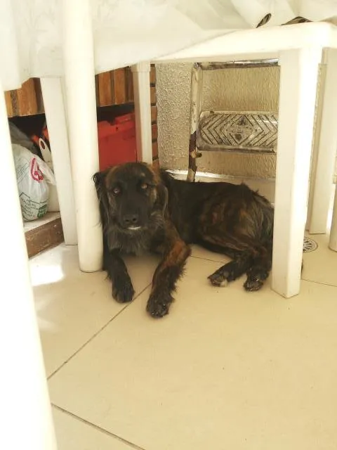 Cachorro ra a vira lata idade 1 ano nome paty