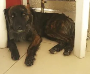 Cachorro raça vira lata idade 1 ano nome paty