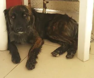 Cachorro ra a vira lata idade 1 ano nome paty