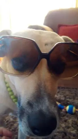 Cachorro raça SRD idade 2 anos nome Jorge
