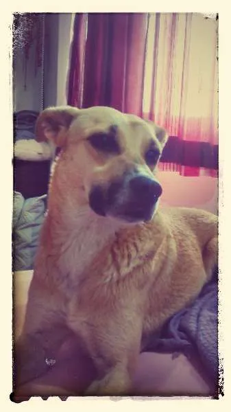Cachorro raça SRD idade 2 anos nome Jorge