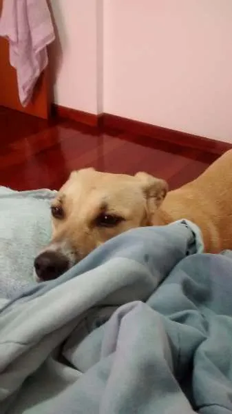Cachorro raça SRD idade 2 anos nome Jorge