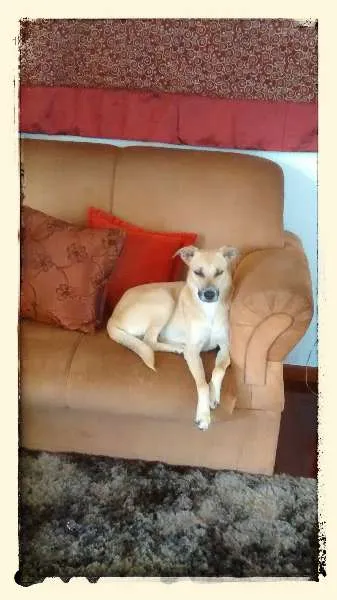 Cachorro raça SRD idade 2 anos nome Jorge