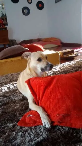 Cachorro raça SRD idade 2 anos nome Jorge