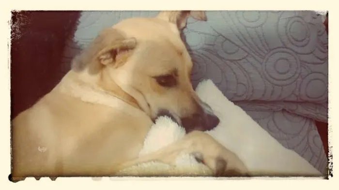 Cachorro raça SRD idade 2 anos nome Jorge