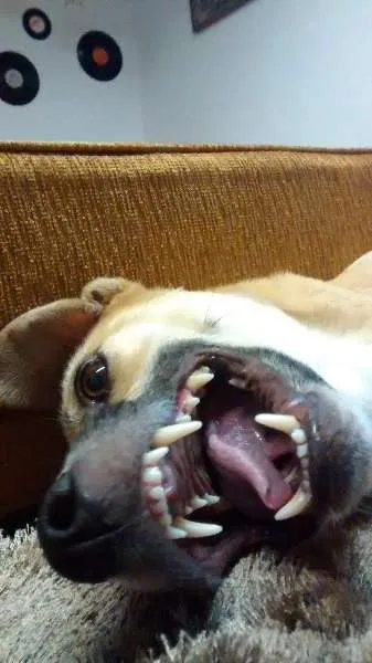 Cachorro raça SRD idade 2 anos nome Jorge
