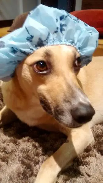 Cachorro raça SRD idade 2 anos nome Jorge