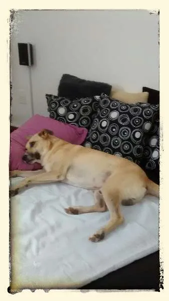 Cachorro raça SRD idade 2 anos nome Jorge
