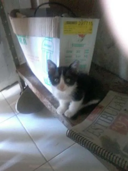 Gato raça  idade Abaixo de 2 meses nome Filhotes