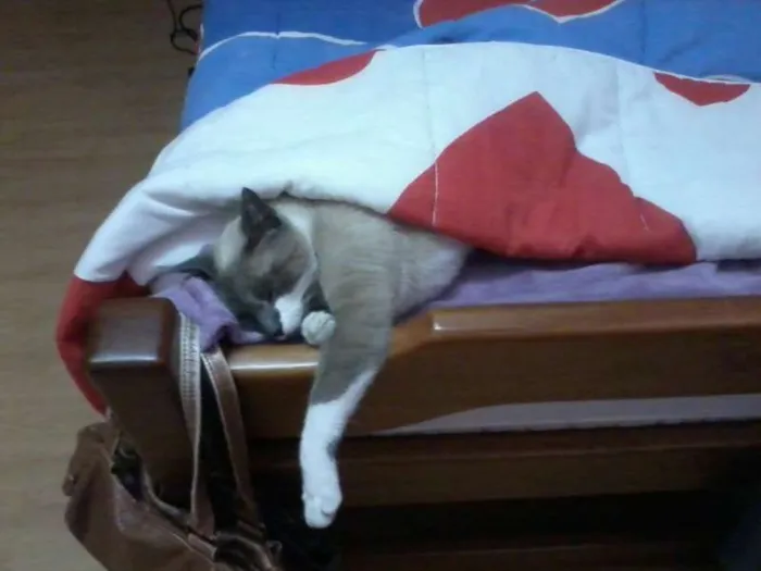Gato ra a Vira lata idade 1 ano nome Cherie